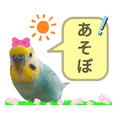 [LINEスタンプ] セキセイインコのニイコちゃん(色々言葉)