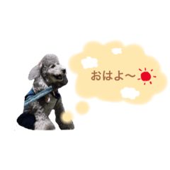[LINEスタンプ] トイプードルのべりーちゃん。