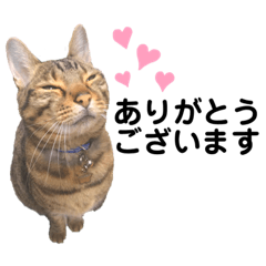 [LINEスタンプ] 敬語Qoo♡eru♡LaLa♡Chiro