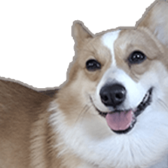 [LINEスタンプ] コーギー犬のメルさん