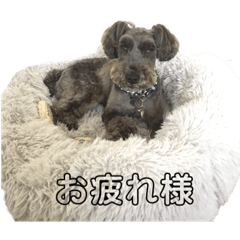 [LINEスタンプ] 愛犬シュートくんのスタンプ☆第二弾