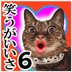 [LINEスタンプ] リアルキジトラ❤笑える猫写真6の画像（メイン）