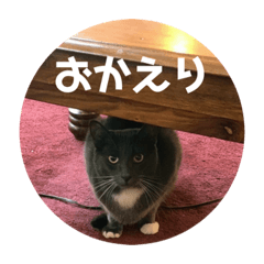 [LINEスタンプ] Cheddar2