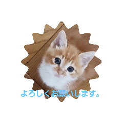 [LINEスタンプ] ミーちゃんの敬語
