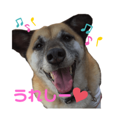 [LINEスタンプ] 雑種ですが、何か？！