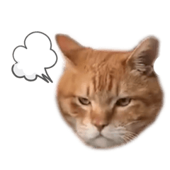 [LINEスタンプ] 我が家のねこスタンプ☆