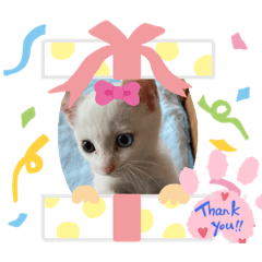 [LINEスタンプ] 夏ちゃん動物園