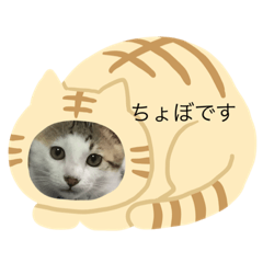 [LINEスタンプ] ちょぼ君スタンプ