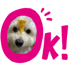 [LINEスタンプ] 犬の風ちゃん