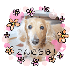 [LINEスタンプ] ソラくん日常会話