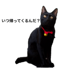 [LINEスタンプ] 犬！猫！！