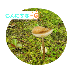 [LINEスタンプ] きのこ時々 苔 癒し