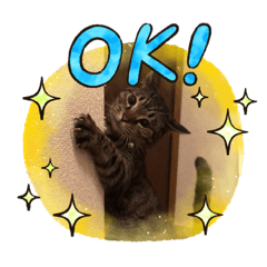 [LINEスタンプ] 我が家のアイドル愛月と空