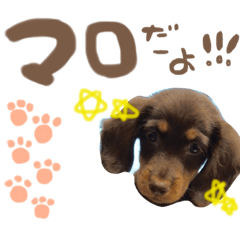 [LINEスタンプ] まろくんスタンプ(日常)