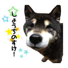 [LINEスタンプ] 黒柴の松風くん