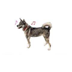 [LINEスタンプ] クレイジーりんさん