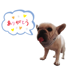 [LINEスタンプ] わん太@