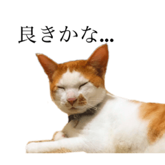 [LINEスタンプ] 猫の豆太スタンプ〜愛くるしくてたまんね〜