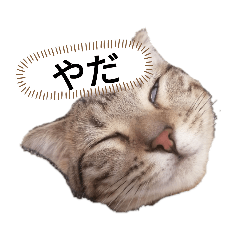 [LINEスタンプ] ミモザさんヘラ