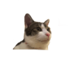 [LINEスタンプ] にゃんこの一言スタンプ