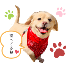 ダックスxペキニーズmix犬マームU・x・U