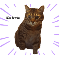 [LINEスタンプ] ぷぅちゃん①