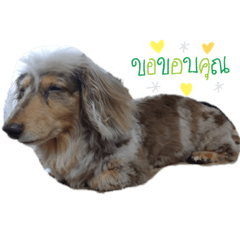 [LINEスタンプ] めるこ