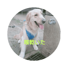 [LINEスタンプ] エイトの日常stamp