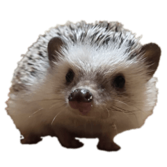 [LINEスタンプ] ハリネズミふーちゃんの日常