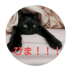[LINEスタンプ] うちネコズスタンプ