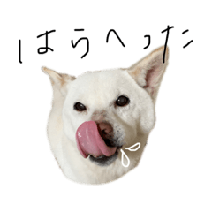 [LINEスタンプ] 白柴 こゆきちゃん