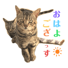 [LINEスタンプ] よく家に来てくれる野良猫ちゃん達