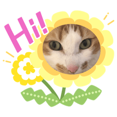 [LINEスタンプ] おきらく茶白ねこ2