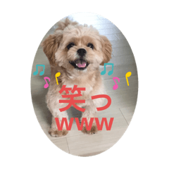 [LINEスタンプ] ペキプー★Chama君