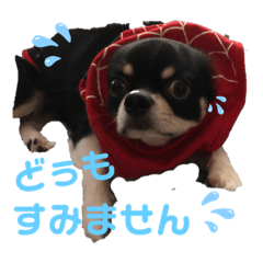 [LINEスタンプ] チワワのマーブル