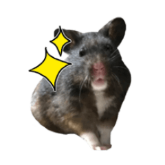 [LINEスタンプ] クロクマハムスターおはぎ2