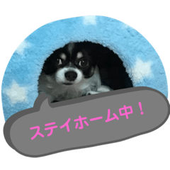 [LINEスタンプ] わんドッグ