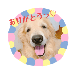 [LINEスタンプ] ゴールデンレトリバー （ハルくん）