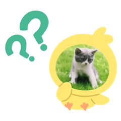 [LINEスタンプ] ハチワレ コタロー4