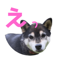 [LINEスタンプ] 黒柴わんこのこてつくん
