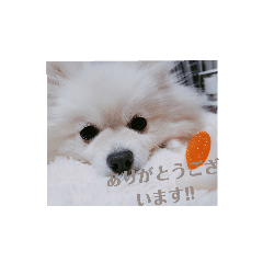 [LINEスタンプ] ～もこちゃんスタンプ～