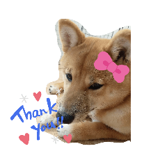 [LINEスタンプ] 豆柴の生活1
