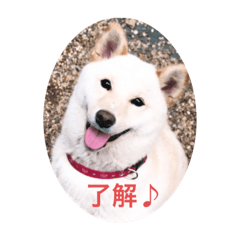 [LINEスタンプ] 我が家の愛犬リン