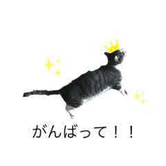 [LINEスタンプ] うちの猫 三銃士