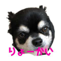[LINEスタンプ] 黒チワワ ゆっちゃん