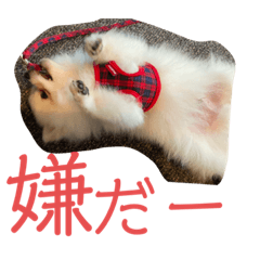 [LINEスタンプ] ポメちゃんスタンプ1125