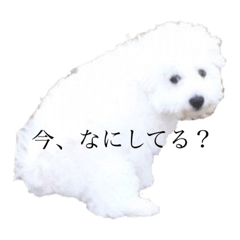 [LINEスタンプ] 中島ポムです。