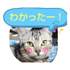 [LINEスタンプ] アメショの鉄くん 4