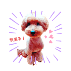 [LINEスタンプ] ショコラわんわん