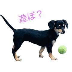 [LINEスタンプ] ルウの日常((1)）